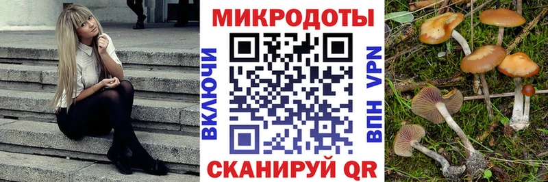 Псилоцибиновые грибы Psilocybe Краснознаменск